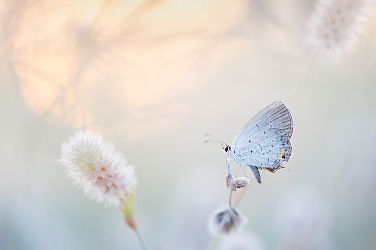 Spiritual Intuitive Coaching