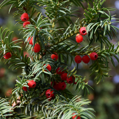 Sniff Smart This Spring: The Beautiful—and the Dangerous—Plants Lining Your Dog’s Walk