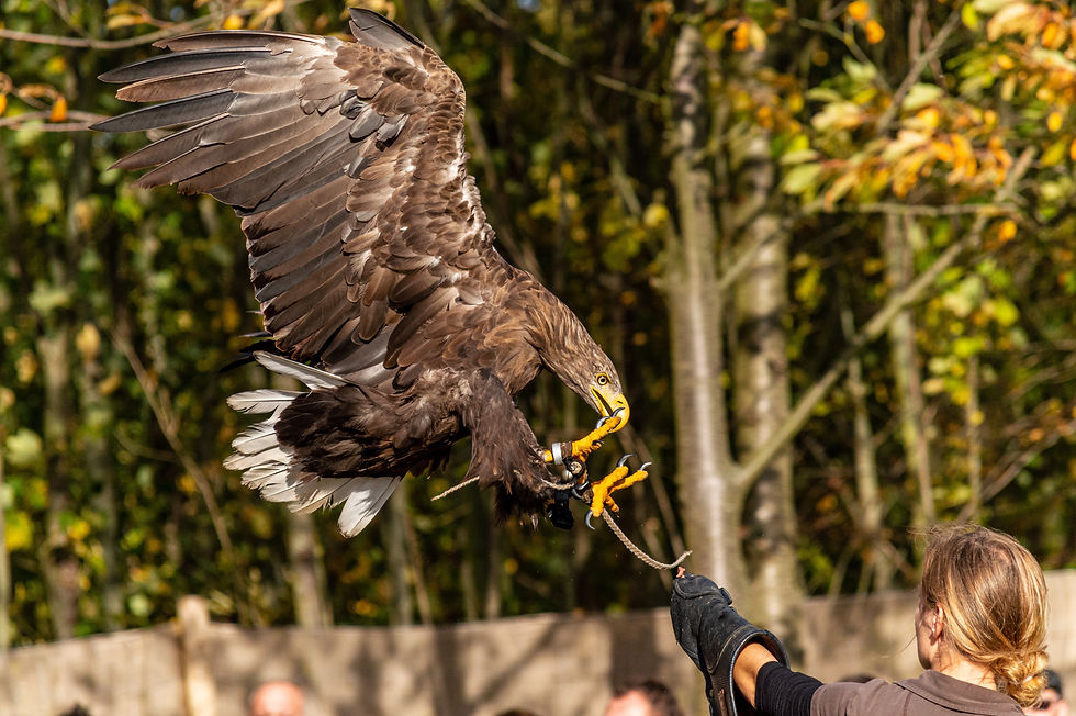 Falconry