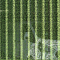 Image by Anne Nygård