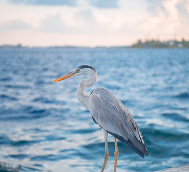 Image by Mohamed Shaffaf