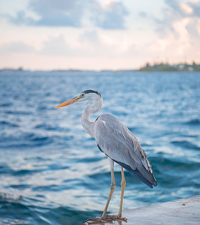 Image by Mohamed Shaffaf