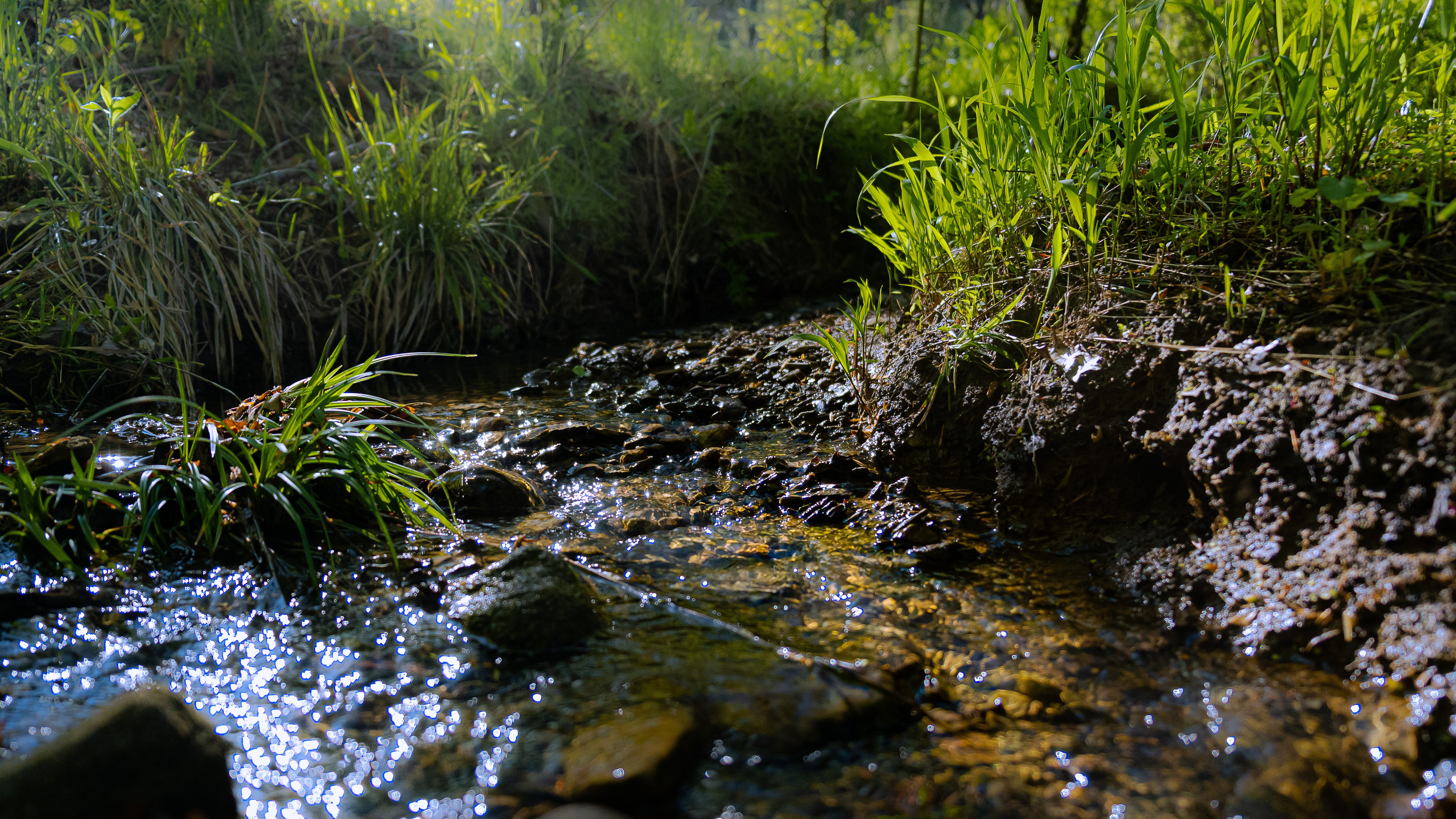Mystery - Crick in the Holler - Search for toxins in water