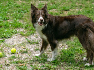 Alles Wat Je Moet Weten Over Border Collies