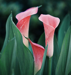 Image by Ethan Robertson