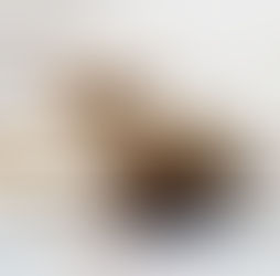 Morkie köpek ırkı