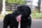 Black dog panting heavily while standing on a sunlit paved path, wearing a pink leash. The bright weather and exposed pavement highlight the risk of overheating during outdoor walks.