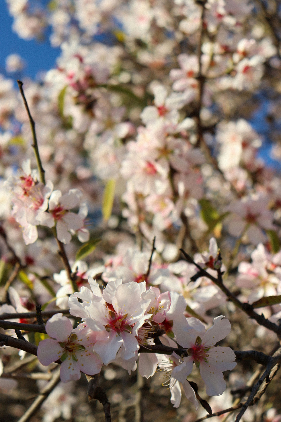 almond blossoms