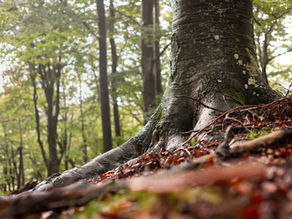 tree with roots connecting with the earth representing grounding