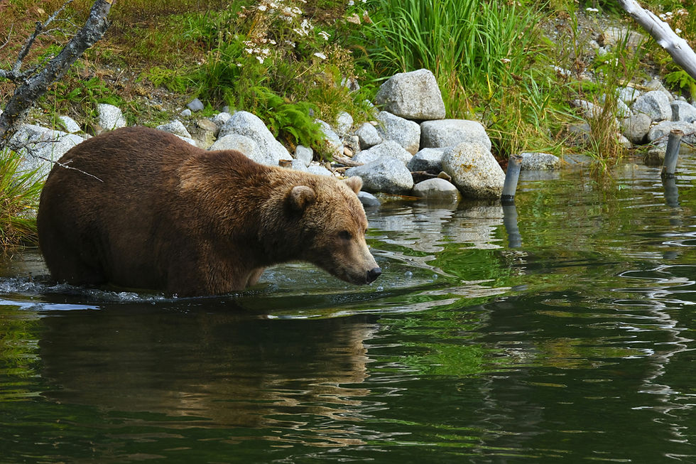 A bear in Alaska looking for salmon.