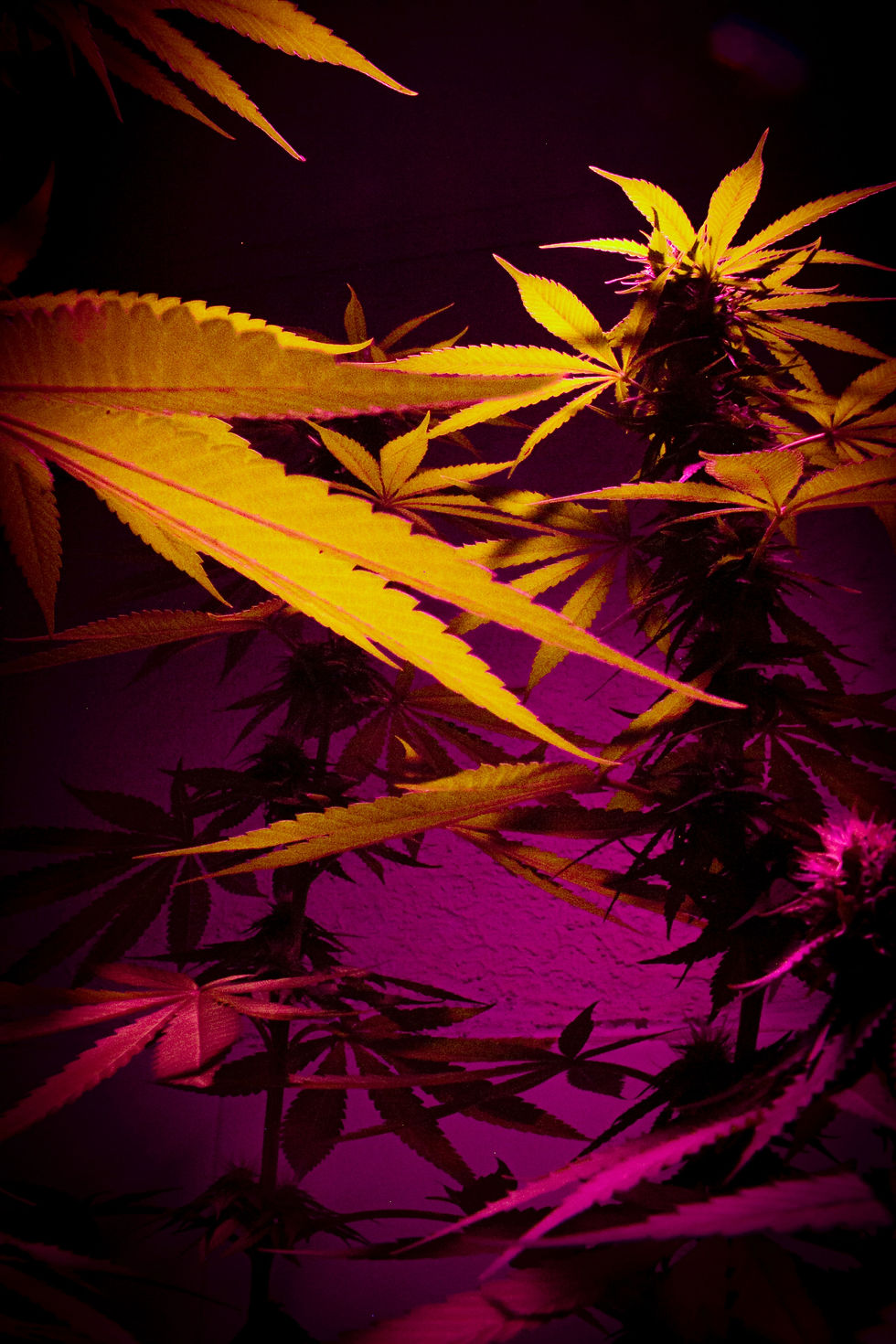 UK Expert Advice to Youngsters, Pregnant Women, Drivers and the Mentally Ill: Probably a Good Idea if You Avoid Cannabis
