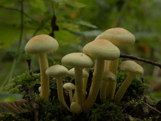 Hackeando el idioma microbiano: Cómo el quorum sensing está revolucionando la agricultura
