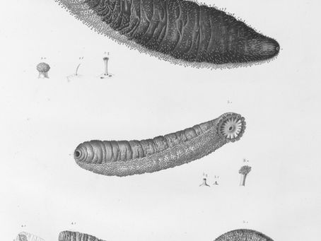 What in the Worm Is Going On? The Truth About Parasite Cleansing and Testing