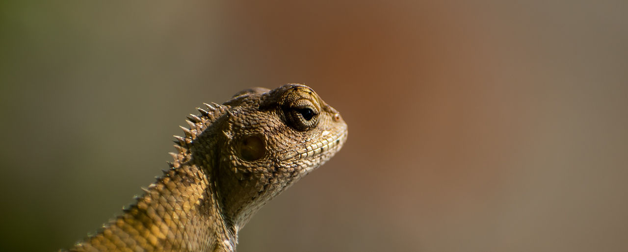 Brutapparate für Reptilien kaufen | Inkubatoren.ch