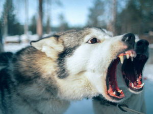 Webinarankündigung: Aggressivität bei Hunden verstehen