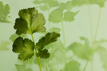 Discover what kinza herb is, how it differs from coriander seeds, and how to use kinza herb in Georgian and Central Asian recipes. Read more.