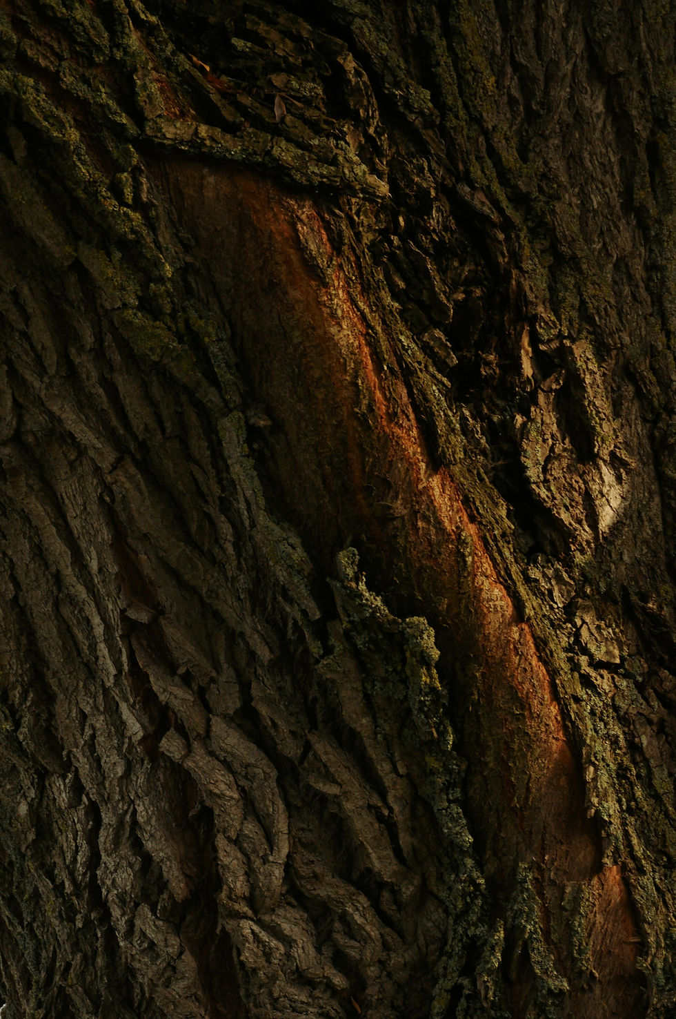 Image by Frank Oosterbaan