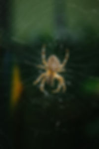 Image by Adrian Infernus