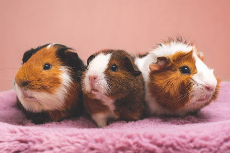 Three guinea pigs with brown and white fur sit closely on a soft pink blanket against a pastel pink background, appearing calm and cozy.