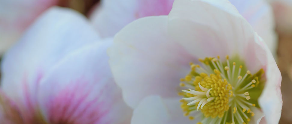 Image by Julie Blake Edison