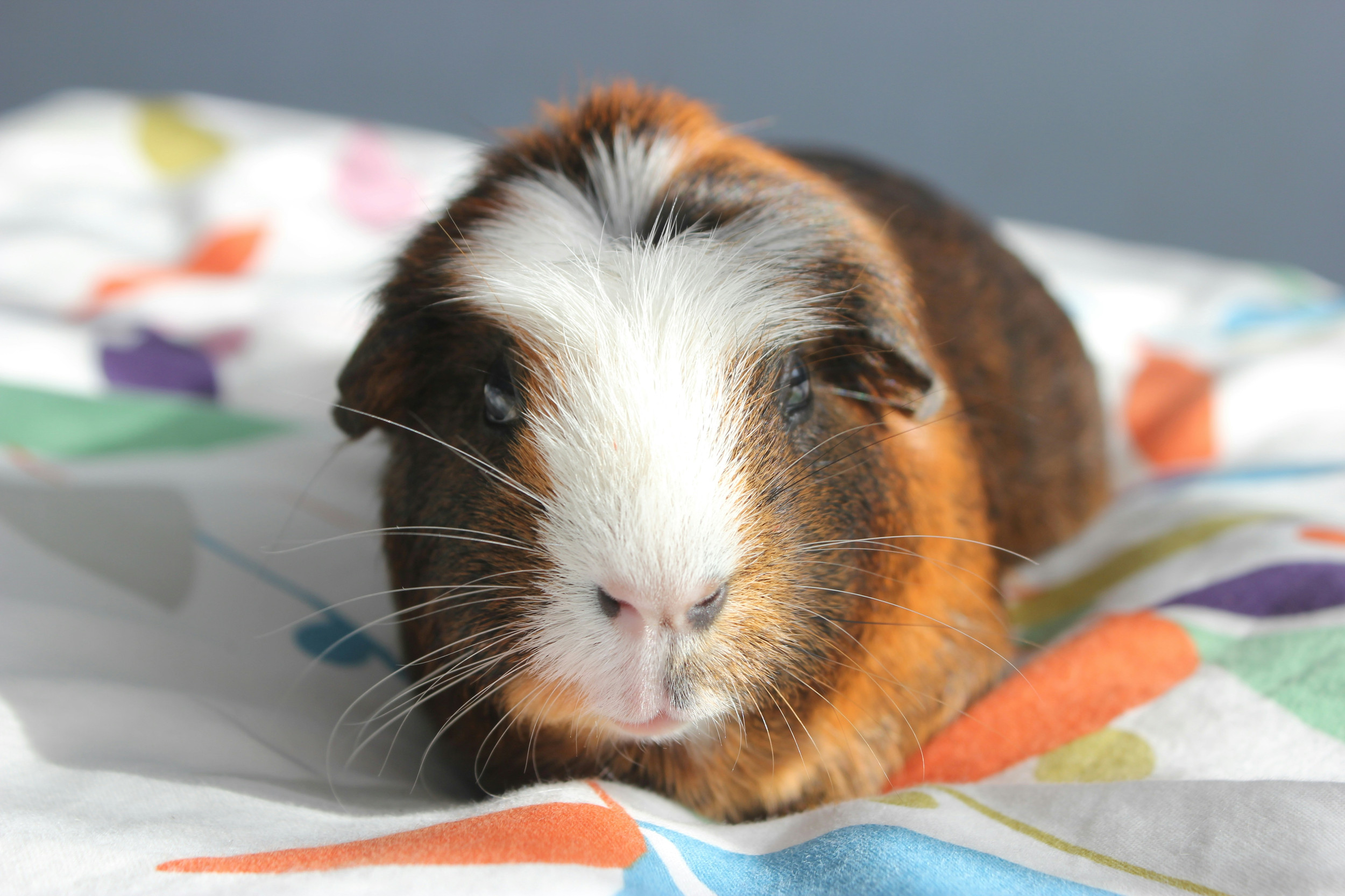 Picture of Ultimate Guinea Pig Habitat | Blog | Long Island Bird and Exotics Pet Vet