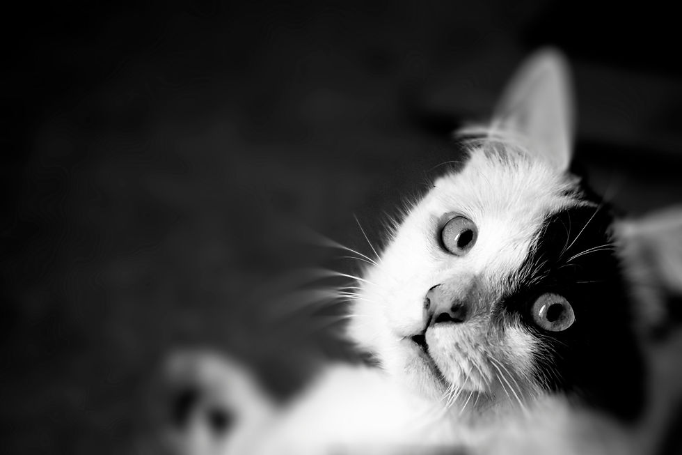 erkek kedi kısırlaştırma