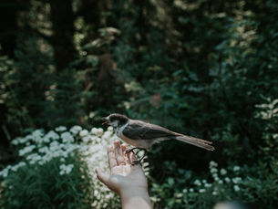 Sovereign Care Collective: A New Model for Holistic Wellness and Personal Health Freedom