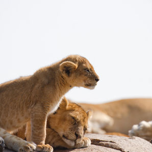 Fly-in safari experience in northern Tanzania