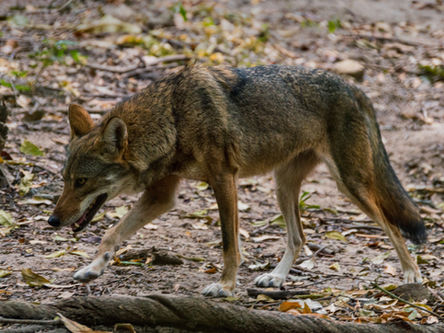 coyote