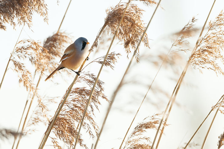 Image by Hans Veth