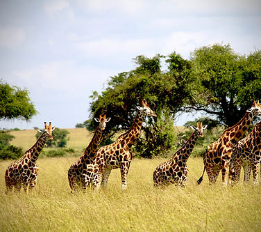 Five giraffes walking across open savannah in Northern Tanzania during a 4-day fly-in safari from Zanzibar