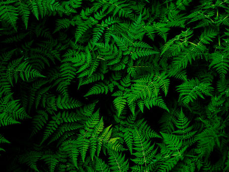Maximizing Your Landscape with Native Plants in Massachusetts