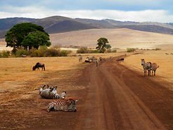 safari petit groupe tanzanie