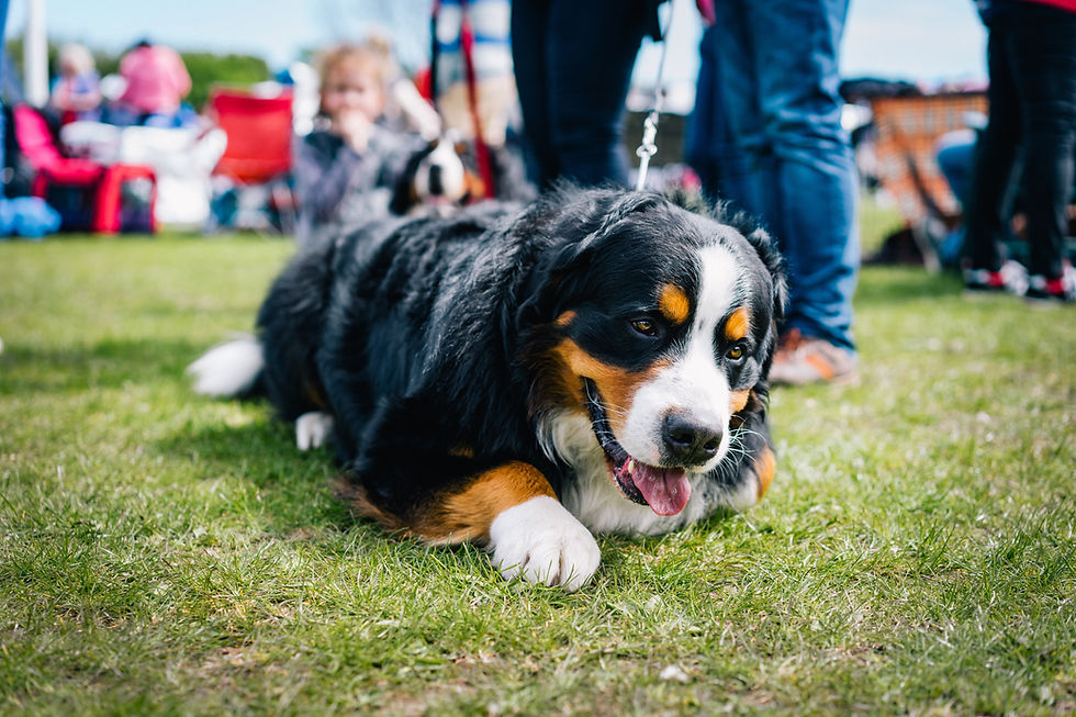 Bernese Mountain Dog – Calm Temperament and Strong Family Bond