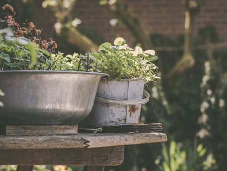 Herbs for postpartum
