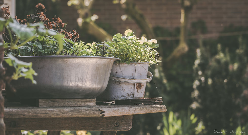 Herbs for postpartum
