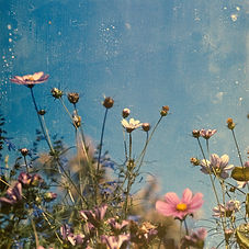 Image by Annie Spratt