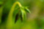 Unlike modern mechanistic views that often reduce plants to mere resources, the ritual sees them as embodiments of Shakti, the feminine energy that sustains creation.