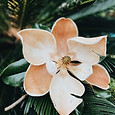 Image by Chelsea Audibert