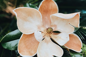Image by Chelsea Audibert