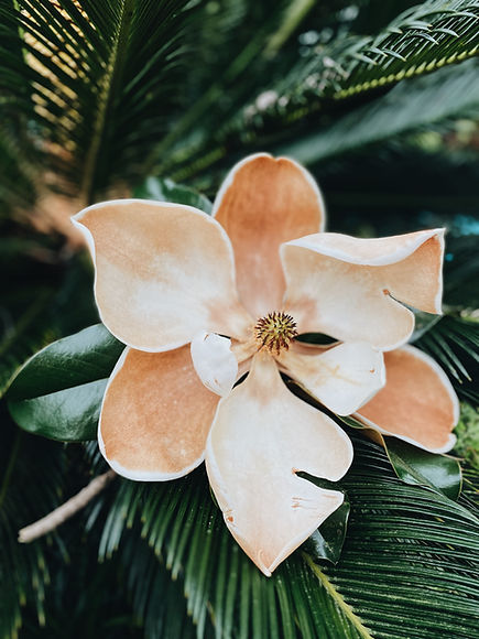 Image by Chelsea Audibert