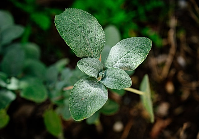 Buy Potted Sage Plants| Culinary Herbs Online | Pepperpot Herbs