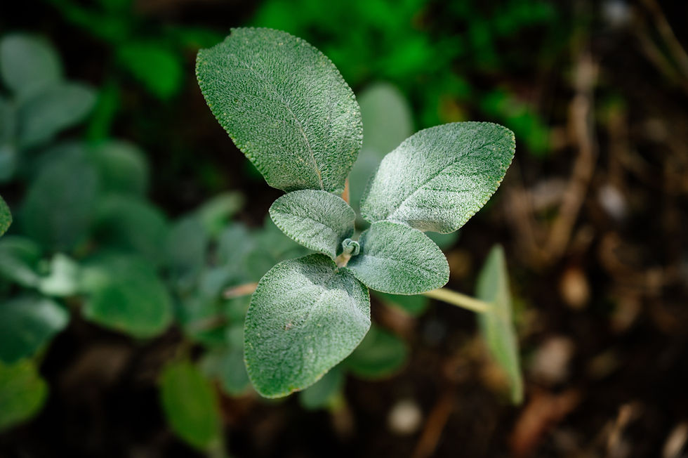 herbal medicine sage tea in perimenopause Simone Jeffries Naturopath