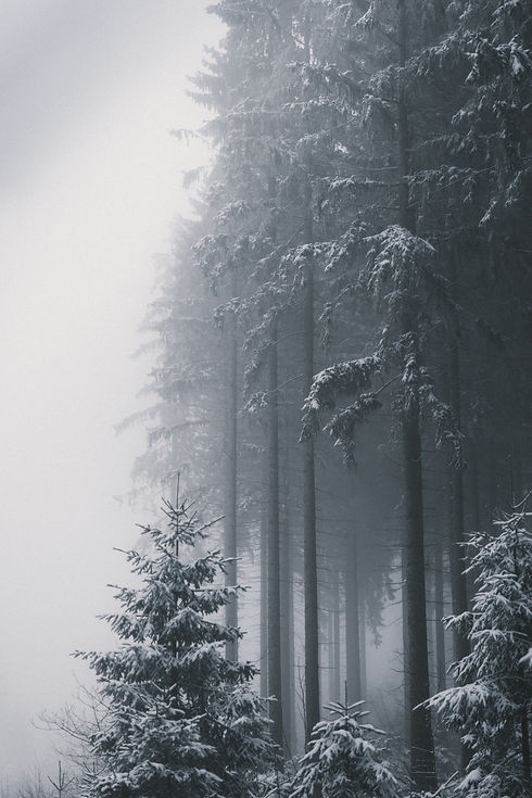 Image by Florian Pinkert