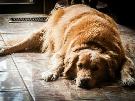 Dog Obesity Health Risks: Why "Chonky" Isn't Healthy & How to Help