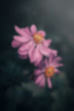 Purple flowers