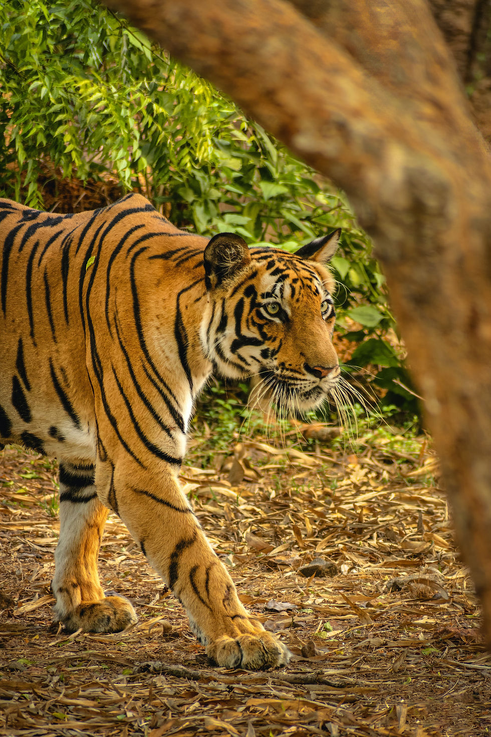 Earth Day Special: Tigers on the Rise