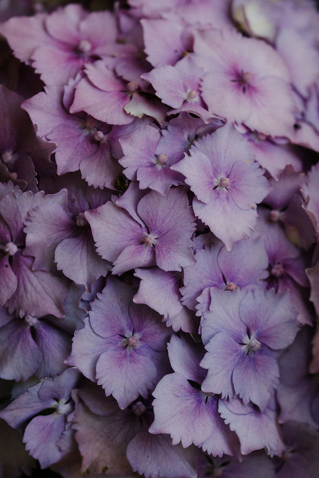 Image by Annie Spratt