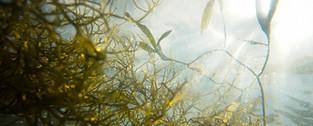 Image de The Tampa Bay Estuary Program