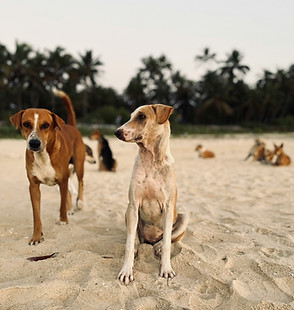 Image by Vishwasa Navada K
